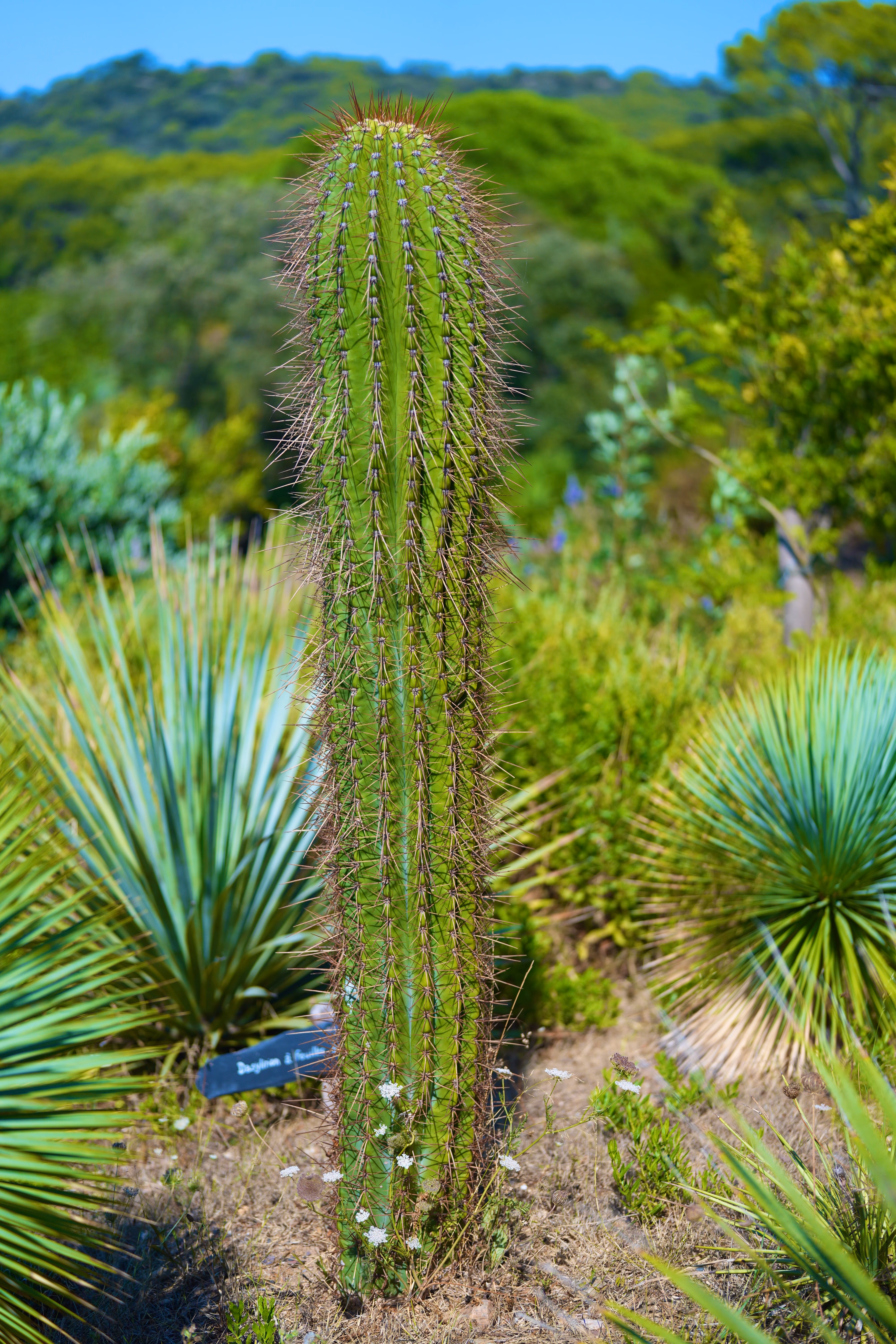Porquerolles 7