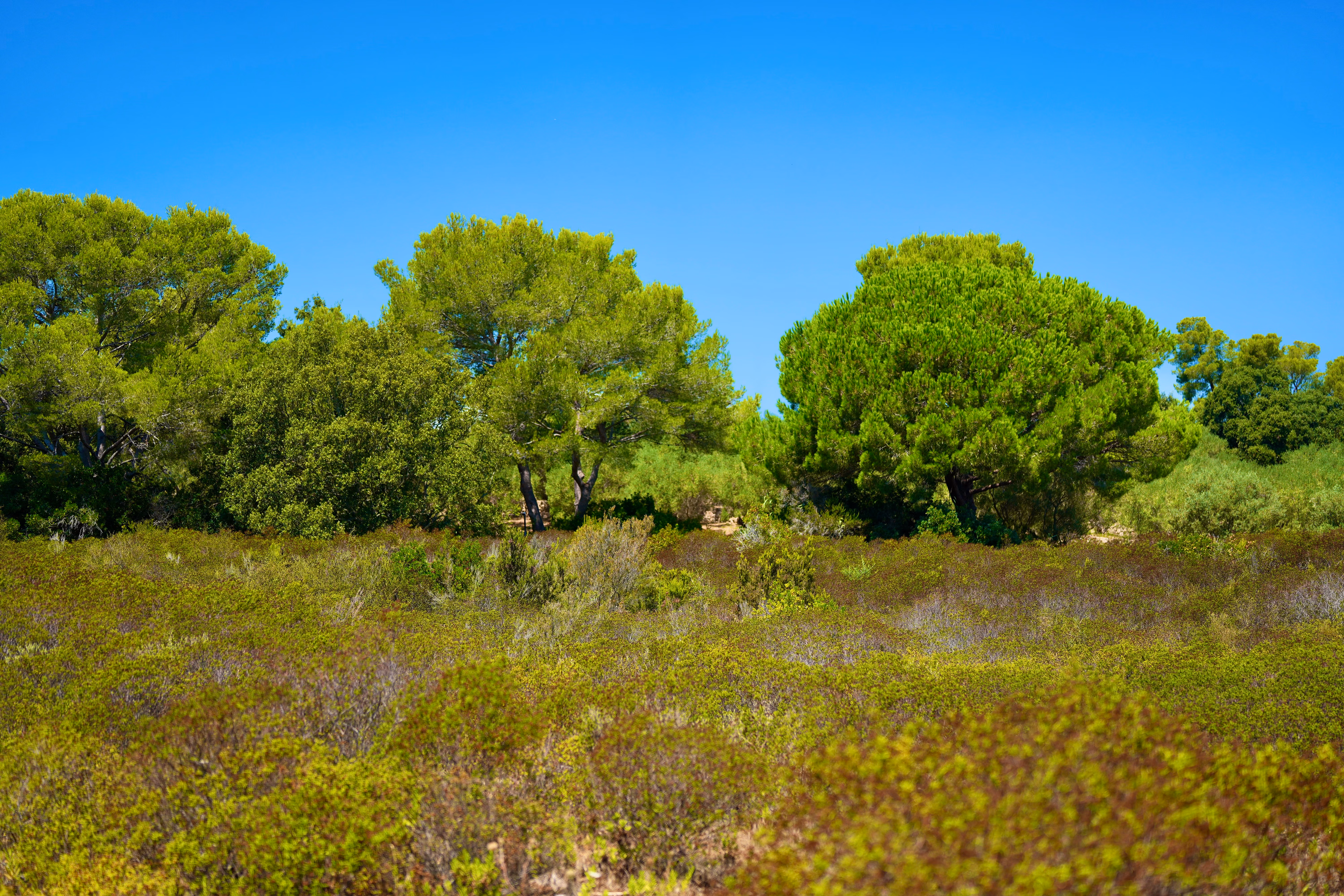 Porquerolles 57