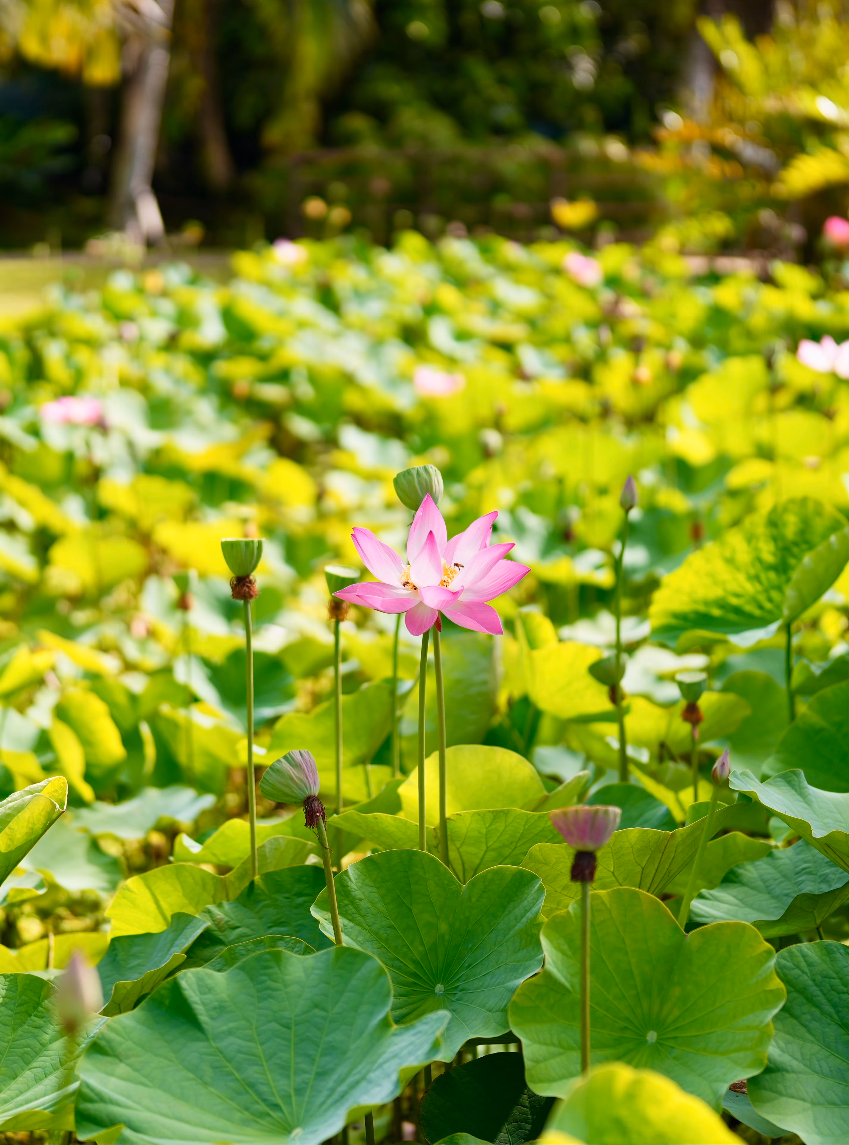 Jardin d'eau de vahipahi 5