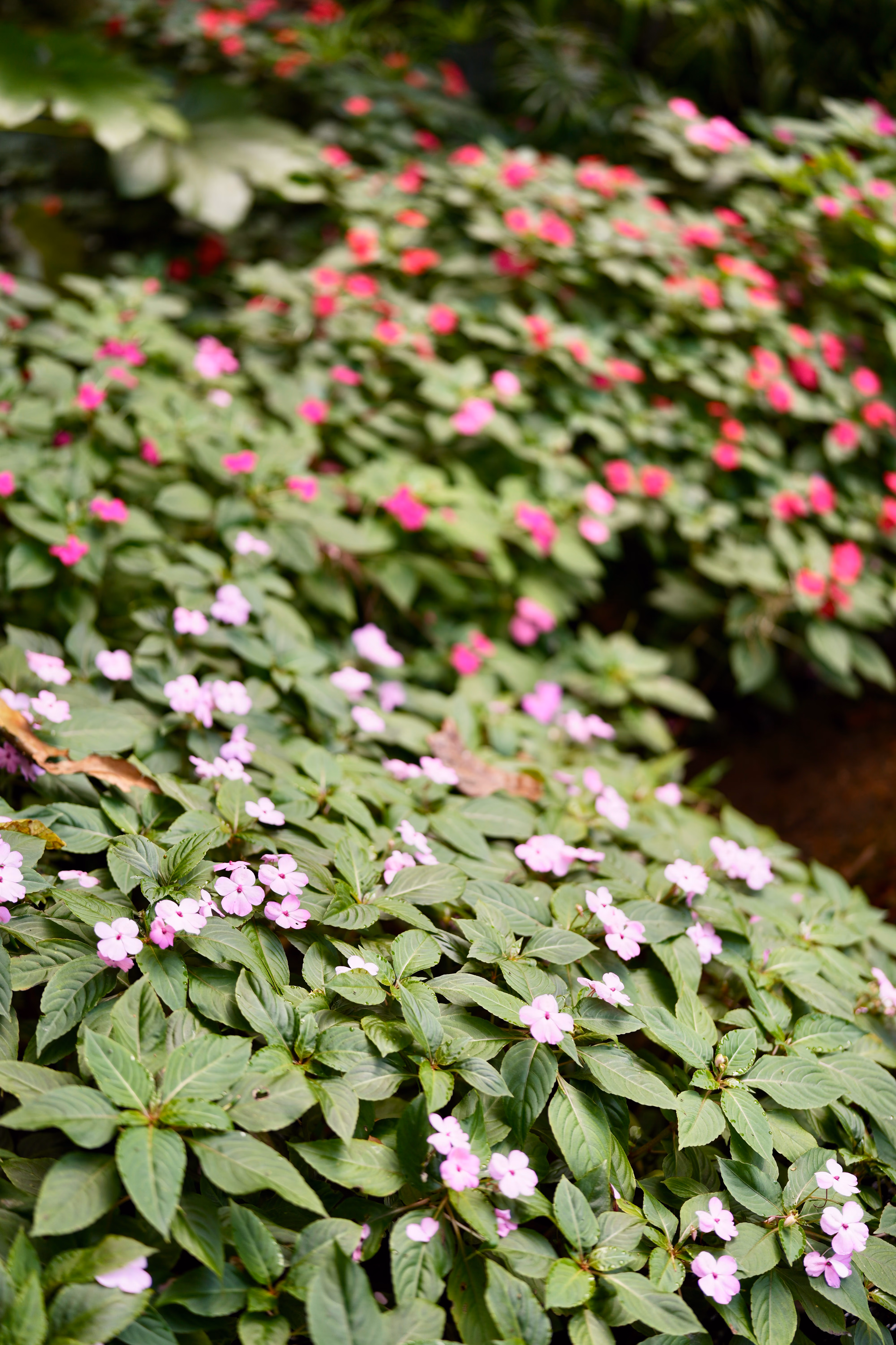Jardin d'eau de vahipahi 6