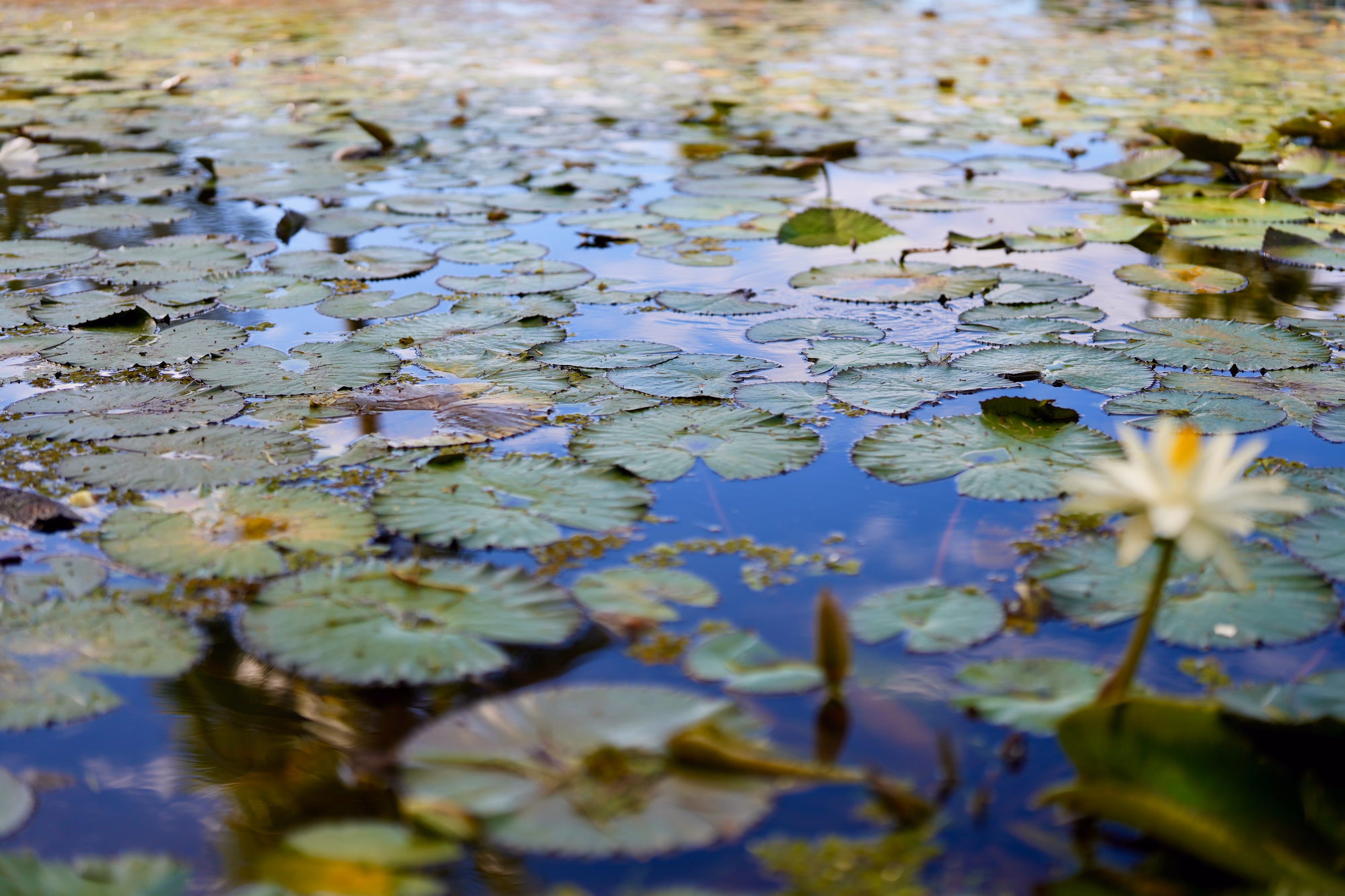 Jardin d'eau de vahipahi 8